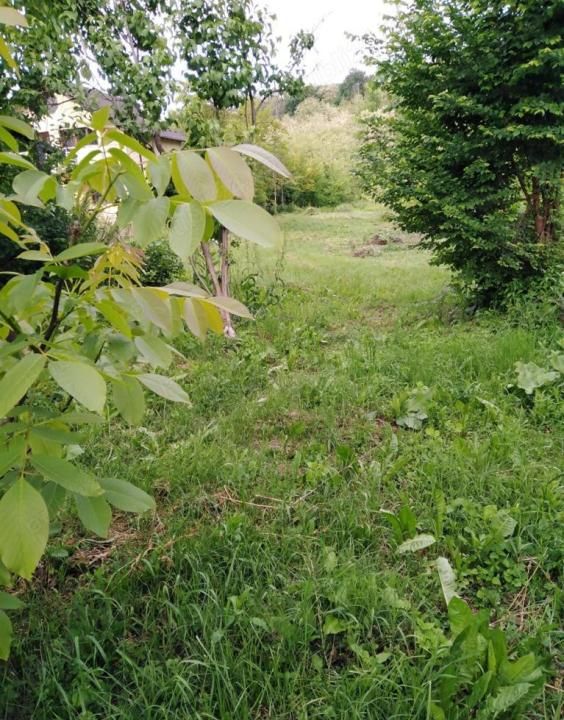 Teren 2500 mp intravilan Smeura – cadru natural, pârâu pe proprietate, utilități – fotografia 3 din 9
