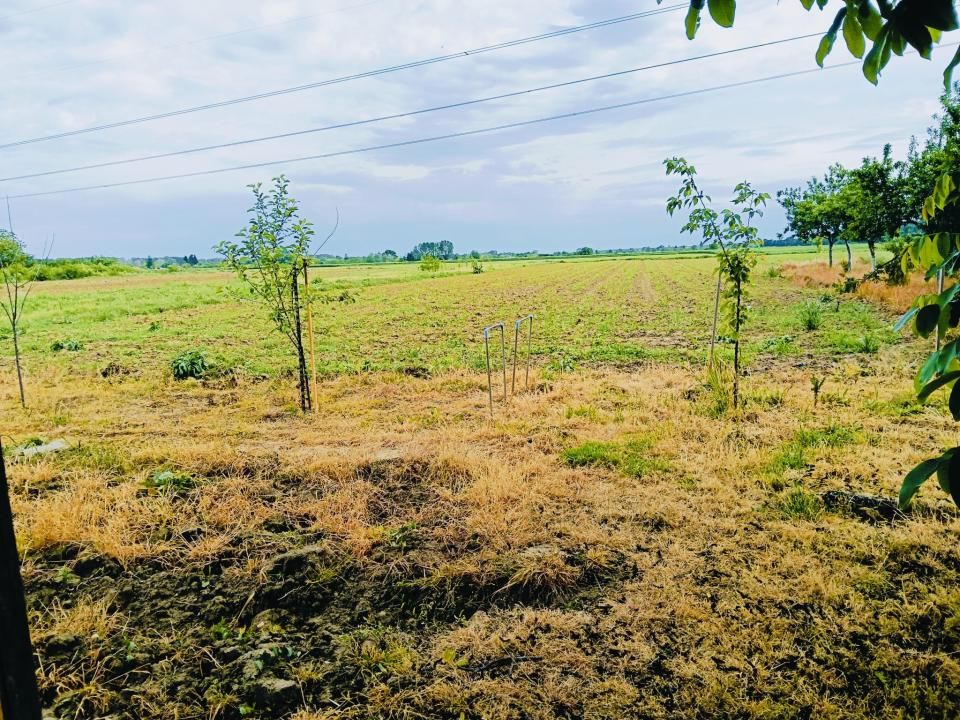 Casă tradițională cu 2029 MP, livadă, puț propriu – fotografia 8 din 9