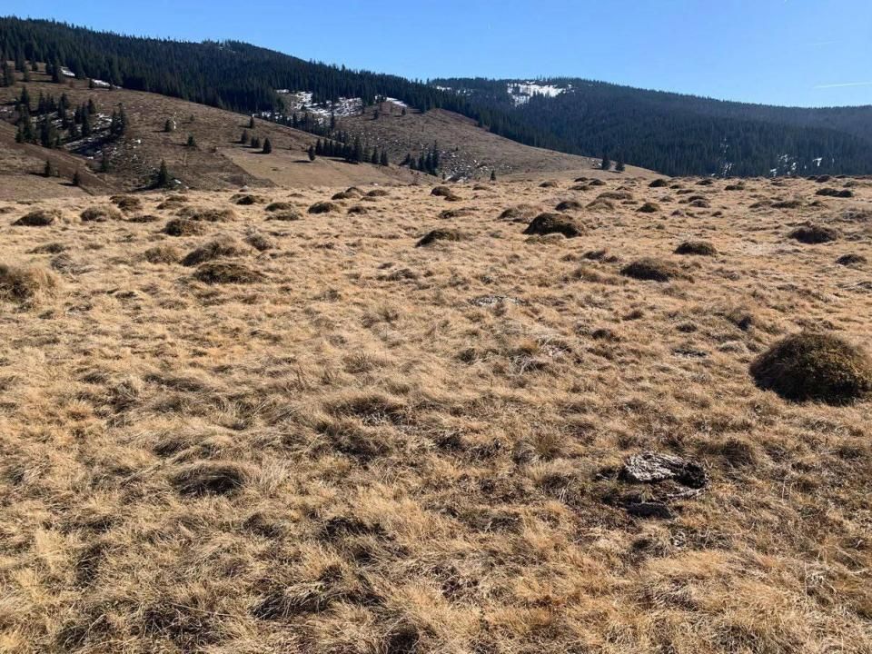 Teren extravilan 13.045 mp de vânzare | Giurcuța de Sus, Beliș – fotografia 3 din 3