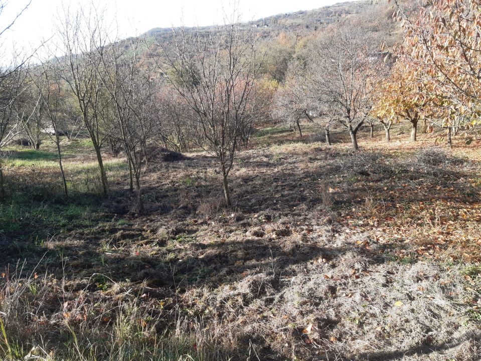 Teren cu acces facil și priveliște panoramică în Podgoria Oradea – fotografia 1 din 4