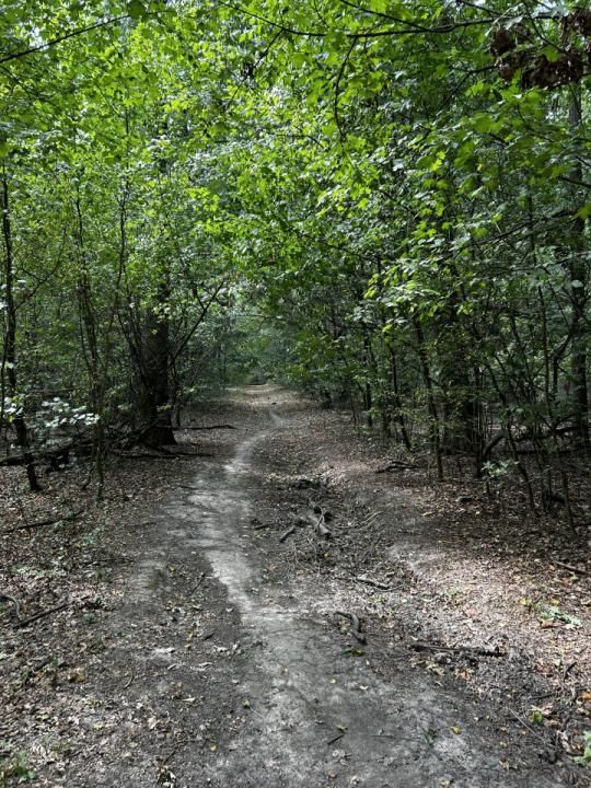 Pădure 20.000mp langa Scoala Americana - Cel mai mic pret – fotografia 1 din 5