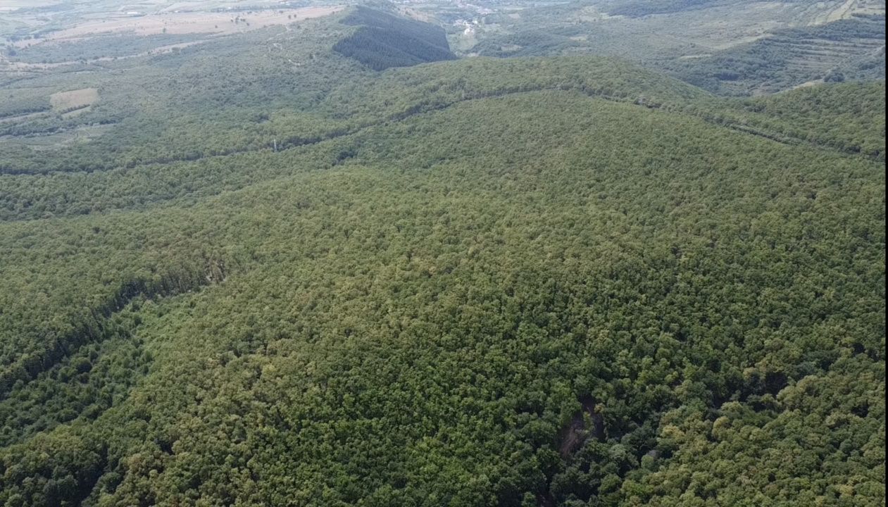 🌳 OPORTUNITATEA RARĂ DE INVESTIȚIE- PĂDURE DE VÂNZARE 38,24 HA- MINTIU – fotografia 4 din 4