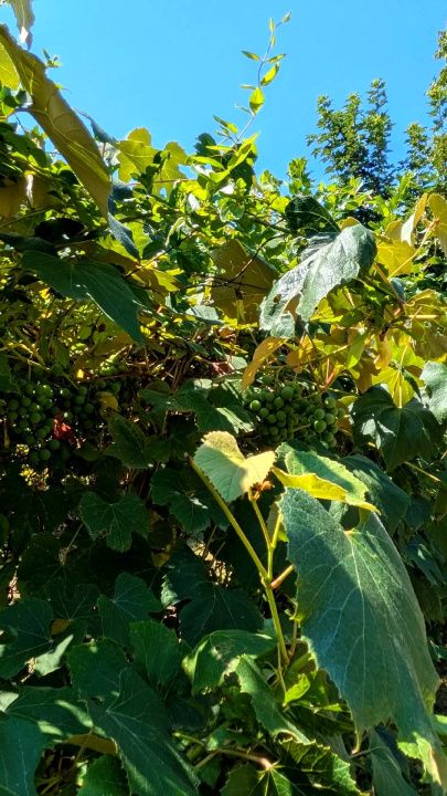 Teren intravilan Tocile, 1.093 mp / livadă, cabană, rulotă și o toamna frumoasă! – fotografia 37 din 37