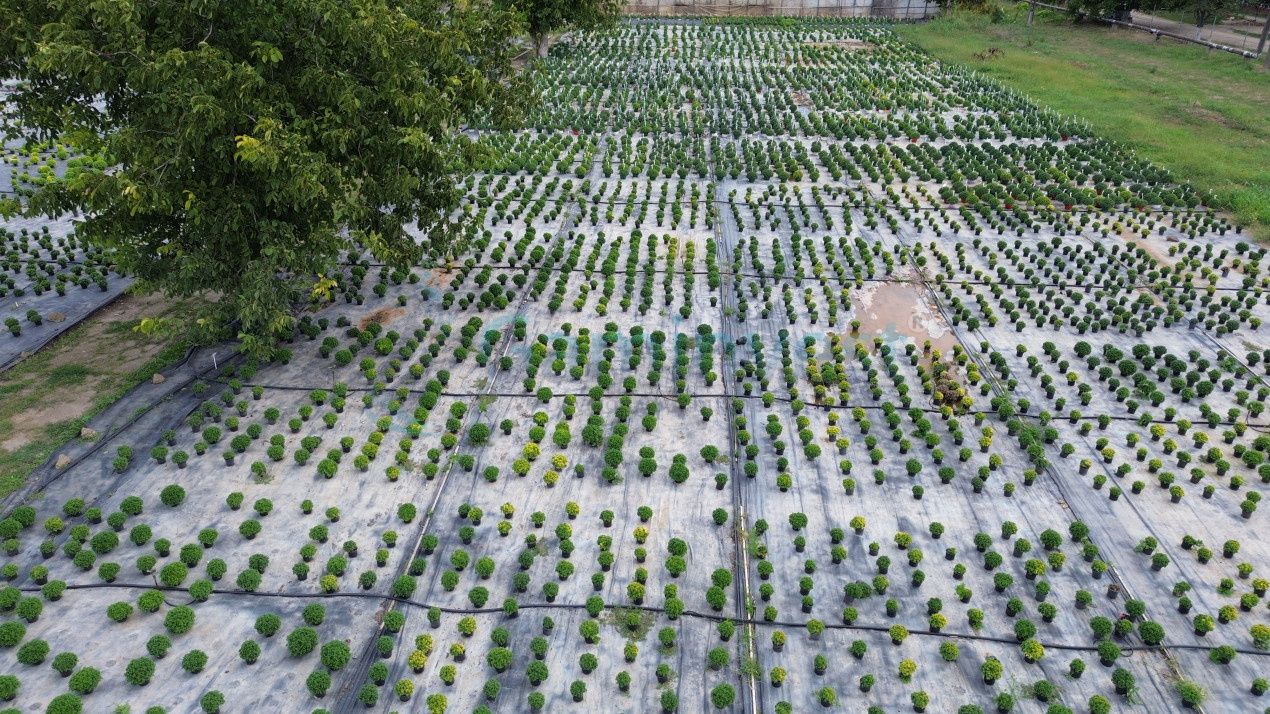 Teren intravilan 8,6 ha cu Sere si afacere horticola in Curtici, județul Arad – fotografia 5 din 5
