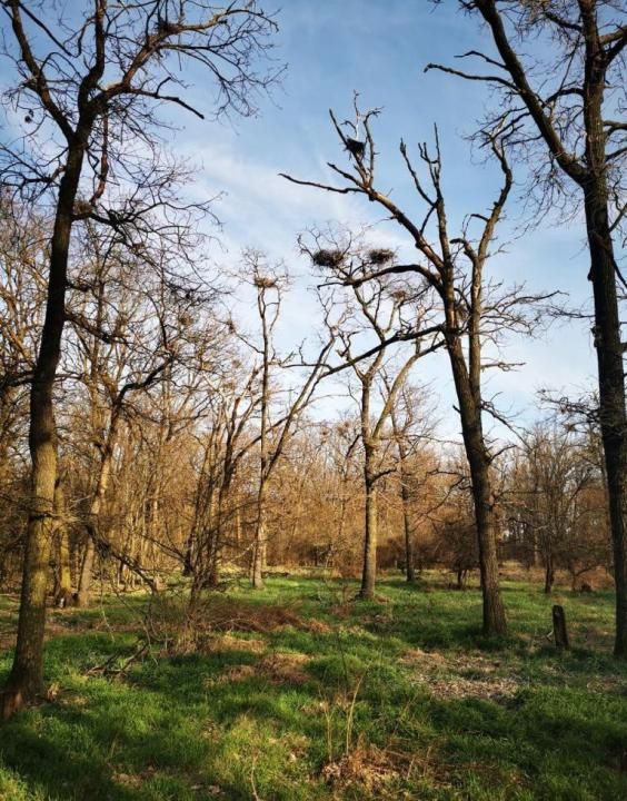 20 Ha Padure stejar la 10 km de Pitești – fotografia 1 din 3