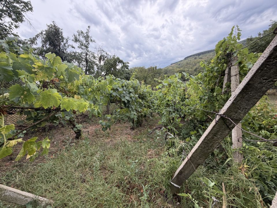 Casă în Cricău cu 1.375 mp teren, anexe, utilități, vie și livadă - Oportunitate – fotografia 19 din 54