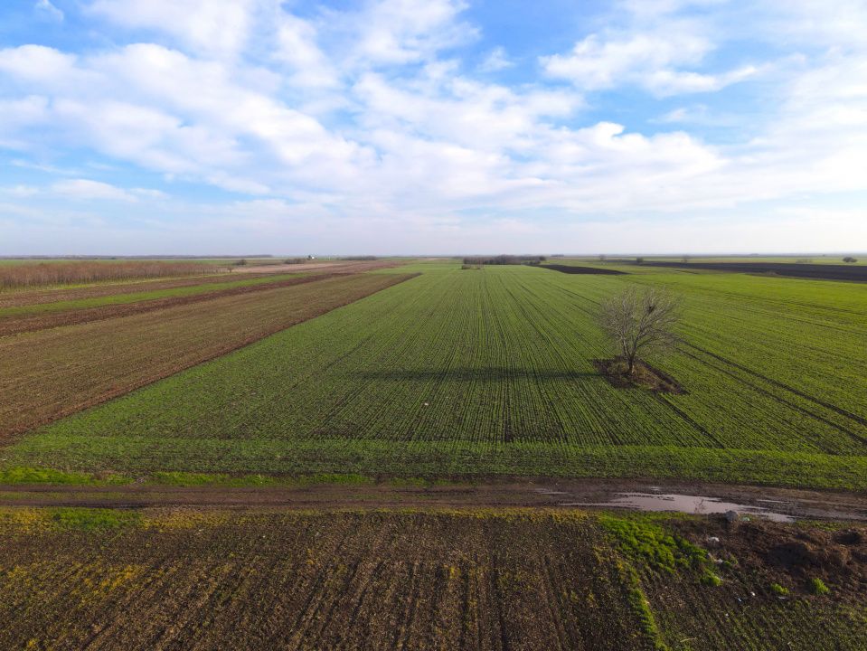 Teren Investitional 1,24 ha Com Berceni | deschidere 42ml | #CG28 – fotografia 2 din 7