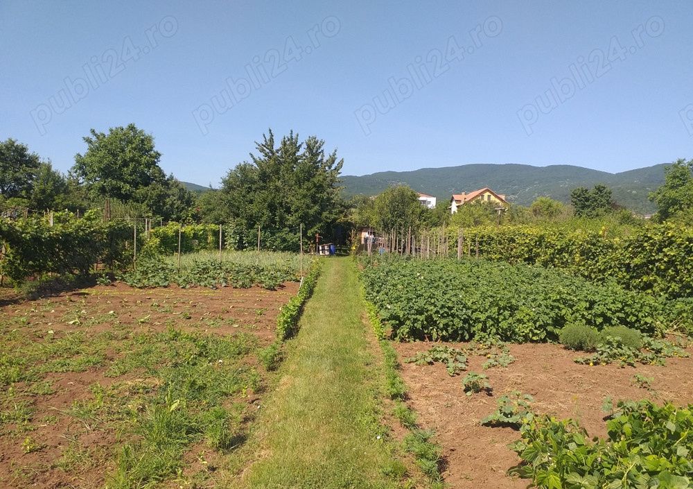 Teren Intravilan Vanzare 1400 mp. Alba Micesti deschidere 16m. Toate Utilitatile – fotografia 1 din 6