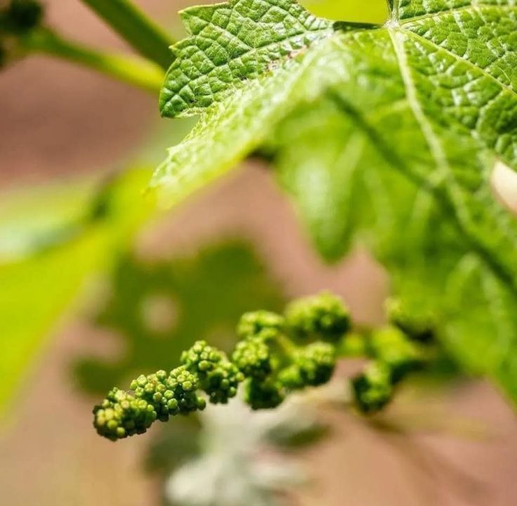 🍷 Oportunitate unică de investiție în inima Transilvaniei! Crama Mugurel! – fotografia 12 din 13