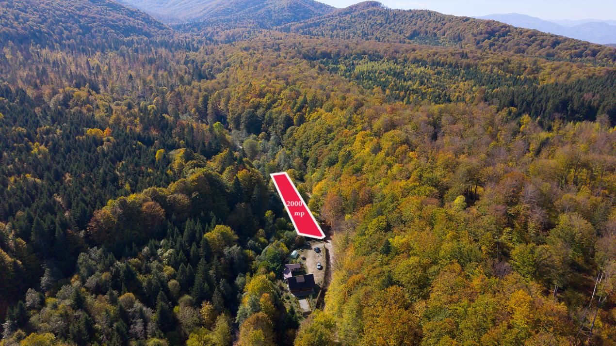 Teren 2.000 mp în Valea Avrigului Pădure, apă curgătoare și liniște – fotografia 1 din 10