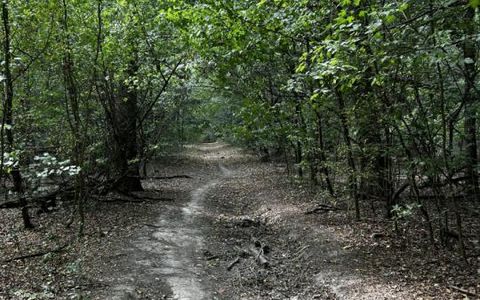 Pădure 20.000mp langa Scoala Americana - Cel mai mic pret