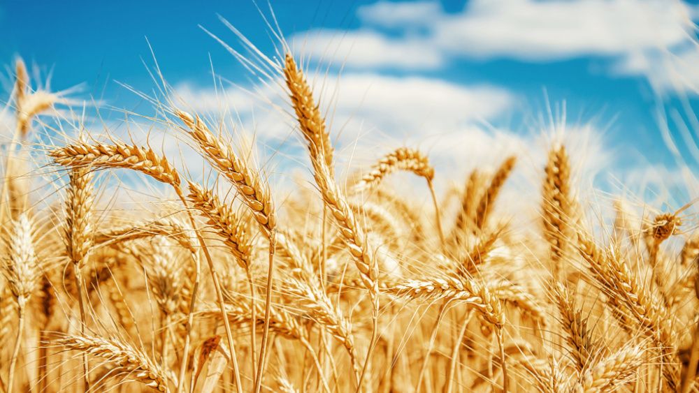 PORTOFOLIU AGRICOL PREMIUM 3.000 HA SUDUL ROMÂNIEI OPORTUNITATE INVESTIȚIONALĂ – fotografia 7 din 9