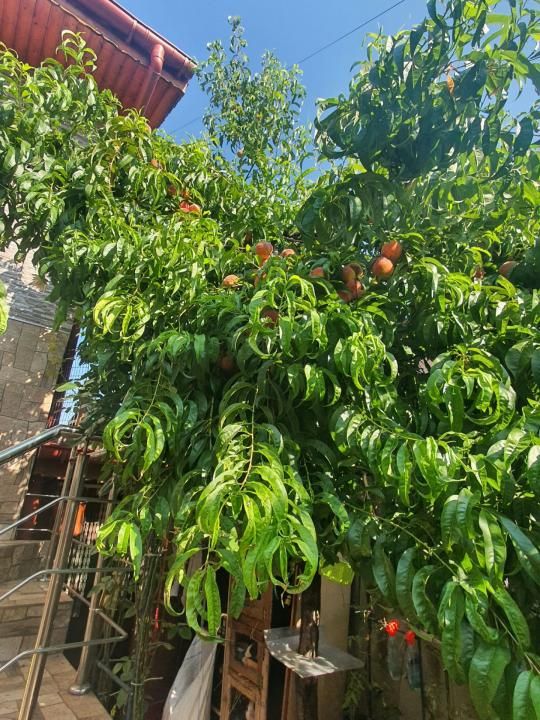 Oportunitate deosebită! Casă de vânzare | Zona Brestei | P+M | Toate utilitățile – fotografia 5 din 5