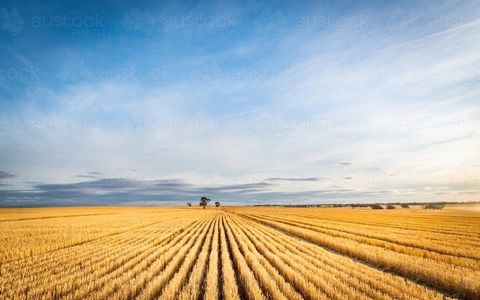 PORTOFOLIU AGRICOL PREMIUM 3.000 HA SUDUL ROMÂNIEI OPORTUNITATE INVESTIȚIONALĂ