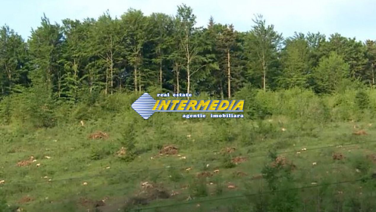 Padure de molid de 100 ani de vanzare 4.5 Ha – fotografia 2 din 3