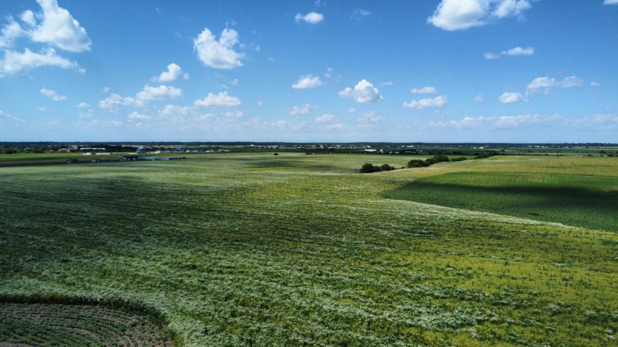 Teren Intravilan 9.918 mp Creața Dascălu, T66– Parcelabil – fotografia 12 din 12