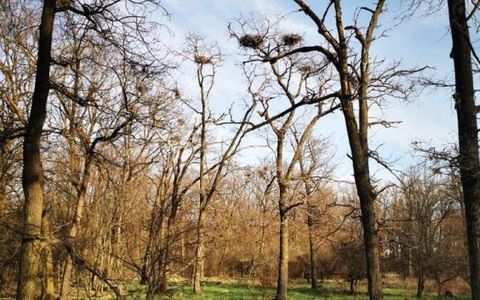 20 Ha Padure stejar la 10 km de Pitești