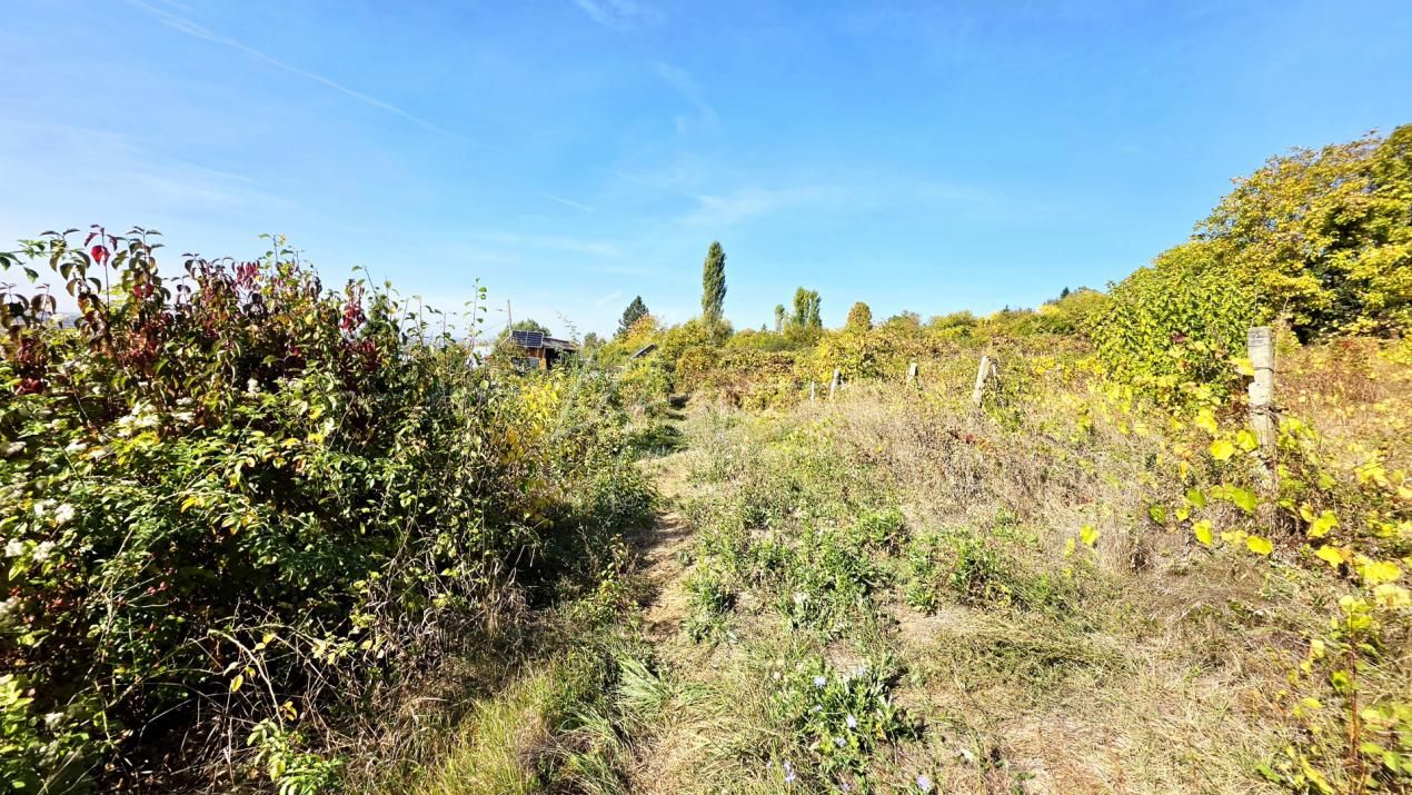 Teren intravilan de 1.800 mp, lângă cramă, Viișoara, Ștefănești, Argeș – fotografia 5 din 11