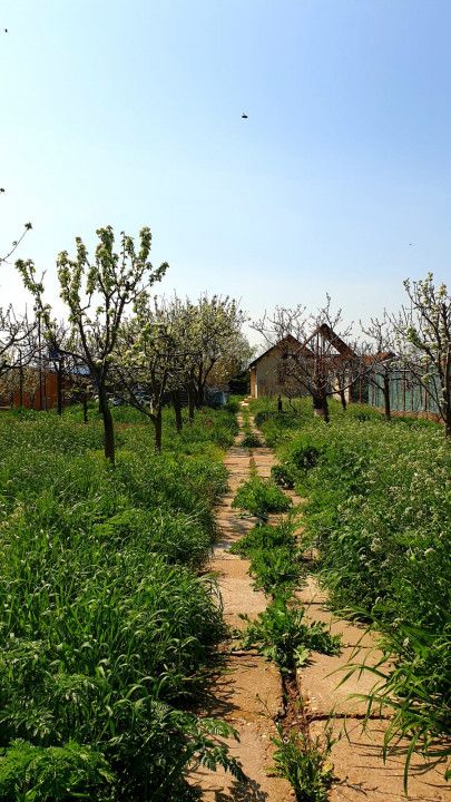 Casa cu teren 1200 mp situata in Localitatea Mihai Kogalniceanu – fotografia 14 din 14