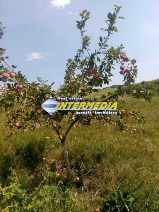 Teren extravilan de vanzare in suprafata de 80000 mp cu livada de pomi fructiferi – fotografia 11 din 11