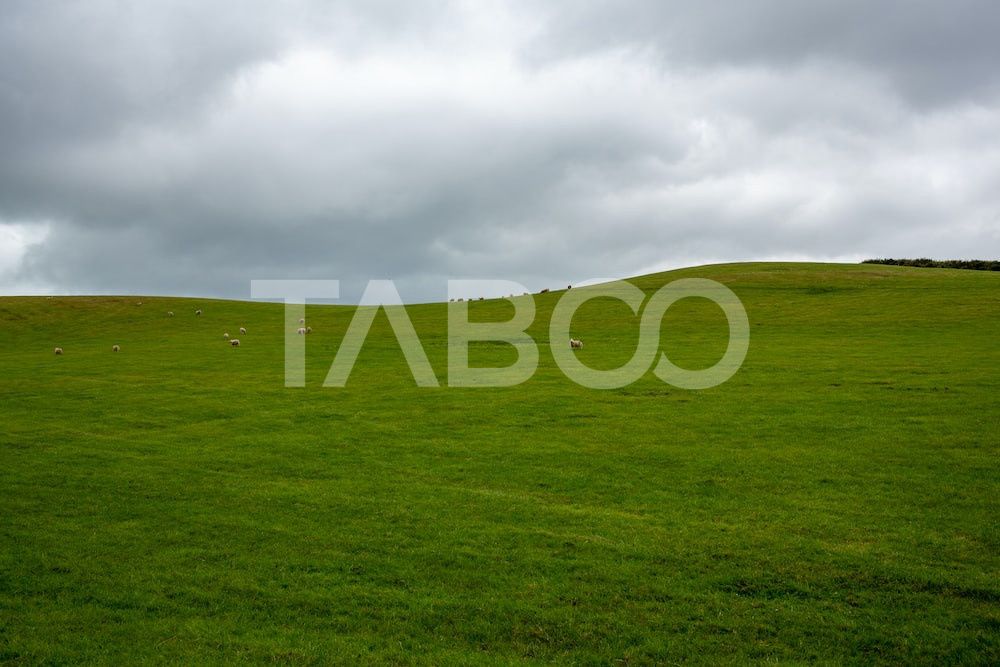 Teren intravilan de vanzare 5.986 mp Dealul Daii Sibiu – fotografia 2 din 4