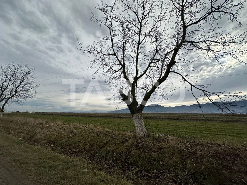 Teren extravilan de 4991 mp la strada principala in Sura Mare – fotografia 3 din 3