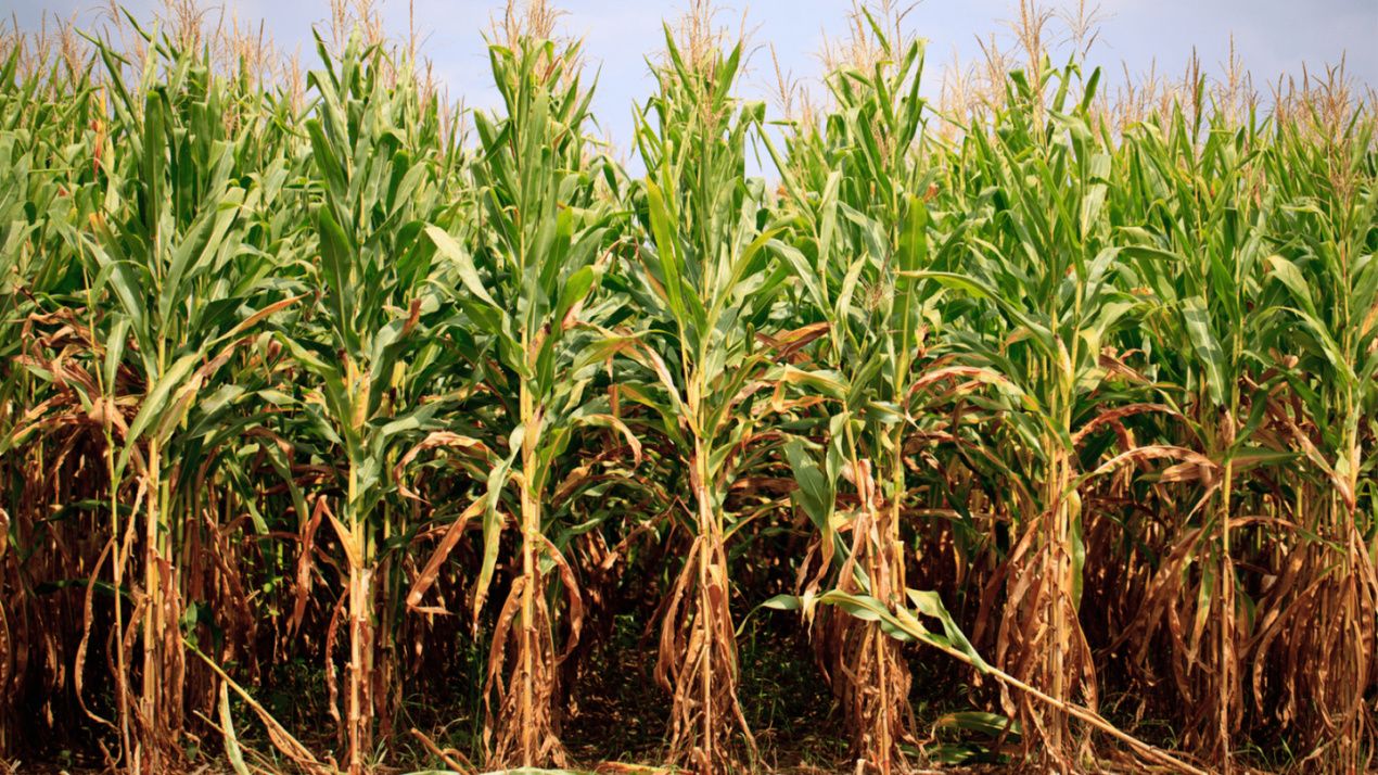 PORTOFOLIU AGRICOL PREMIUM 3.000 HA SUDUL ROMÂNIEI OPORTUNITATE INVESTIȚIONALĂ – fotografia 3 din 9